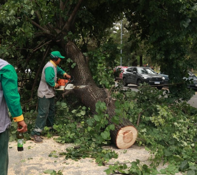Continuan los operativos para remover árboles, liberar calles y reparar daños en CABA