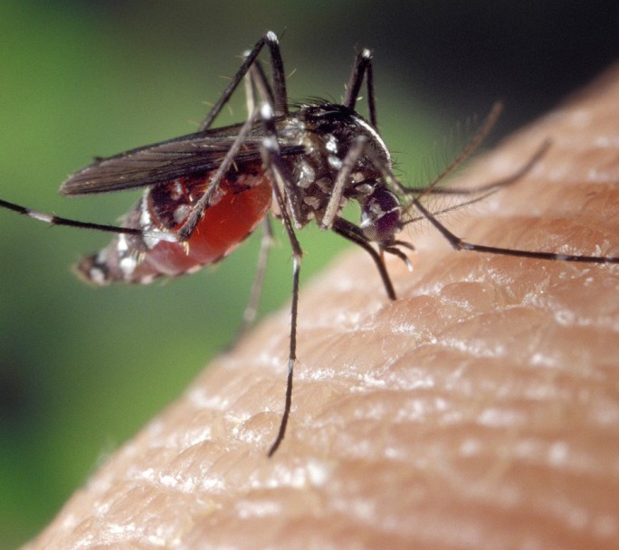 Invasión de mosquitos en AMBA: preocupación por la encefalitis equina