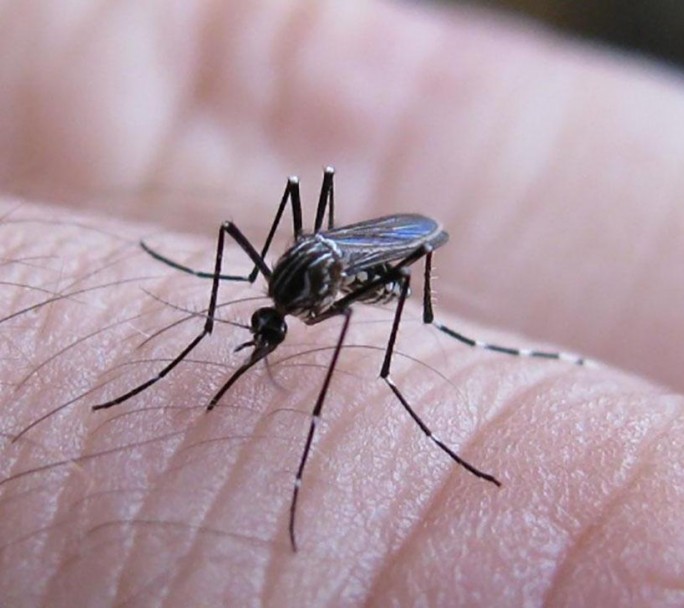 Aumentaron un 60,5% los casos de dengue en el país y hay alerta en varias provincias