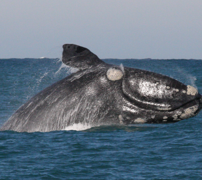 Como todos los años, aparecieron las ballenas en Mar del Plata