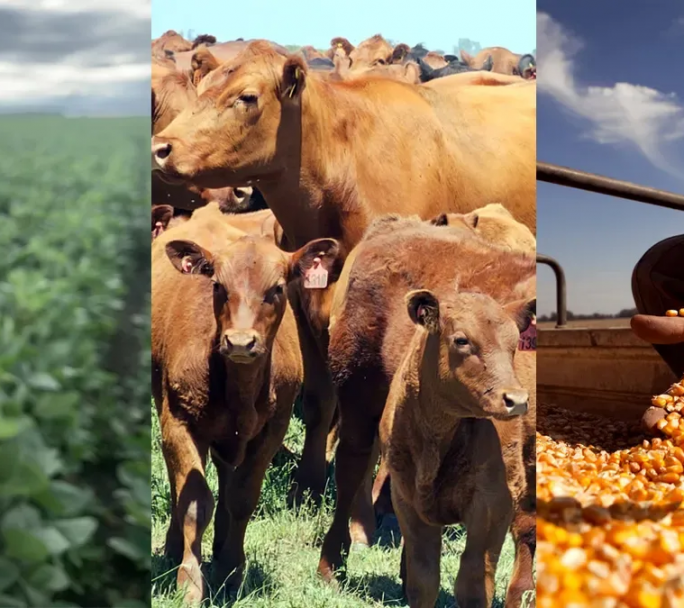 Superavit de US$ 39.000 millones y 25% de crecimiento en las exportaciones del agro