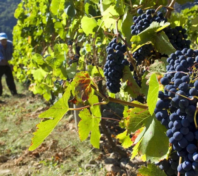 A 1 hora de CABA: la isla del Río de la Plata que produce el "Vino de la Costa"
