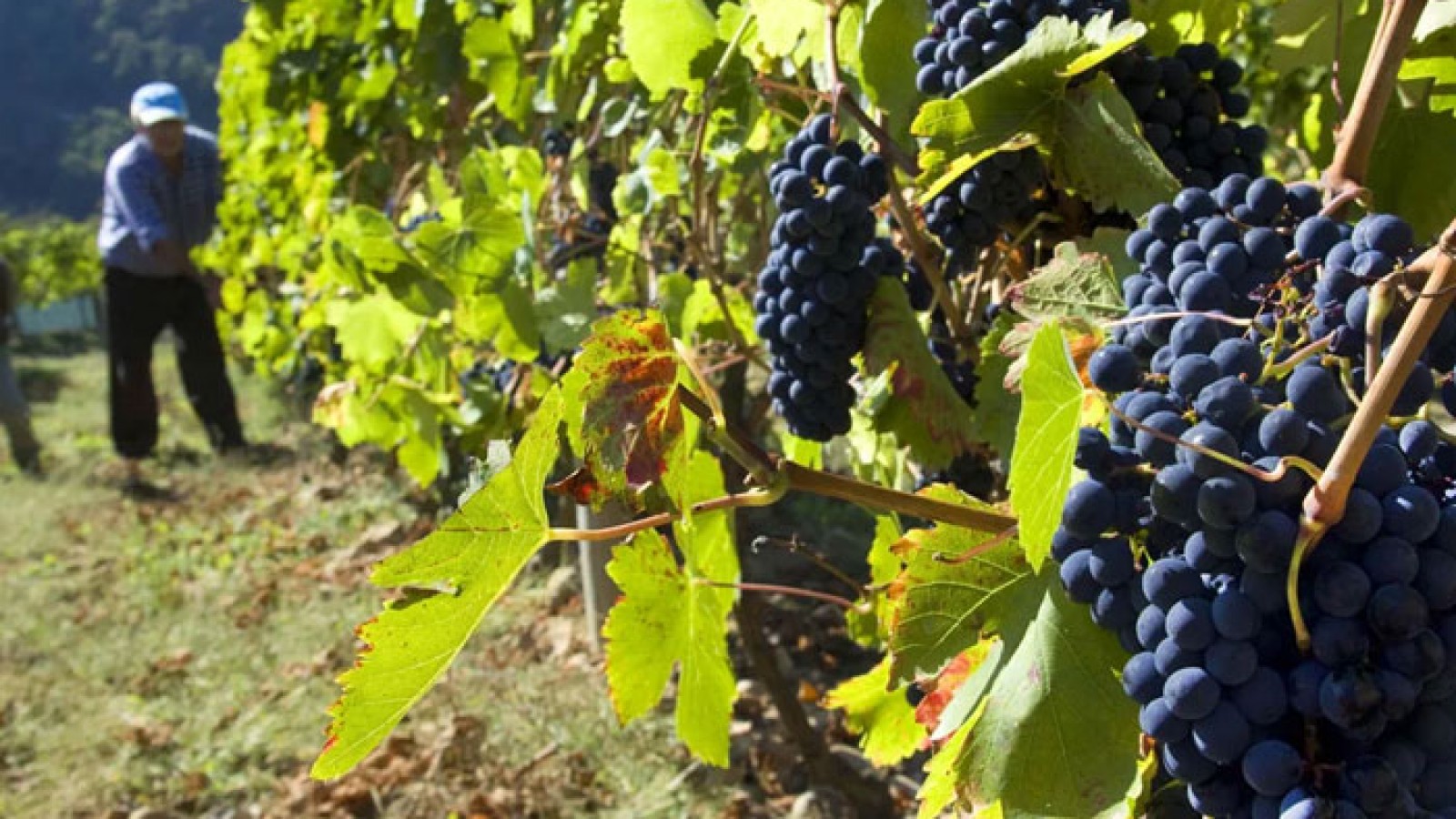 A 1 hora de CABA: la isla del Río de la Plata que produce el "Vino de la Costa"