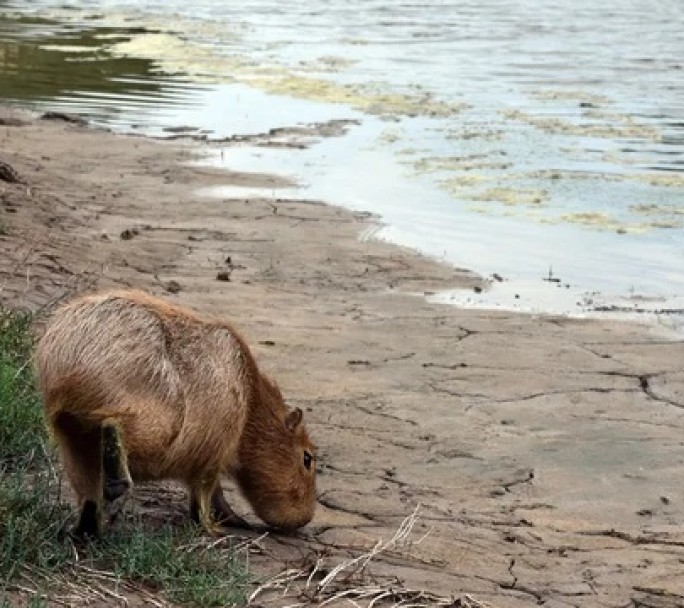 Liberaron un carpincho y 48 aves silvestres