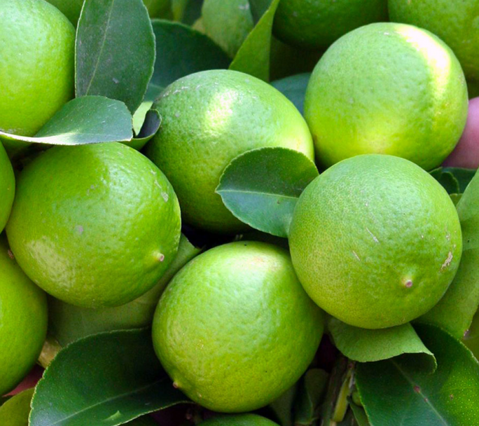 En Chile autorizaron la entrada de Limones Argentinos, pero le cerró la puerta a las carnes