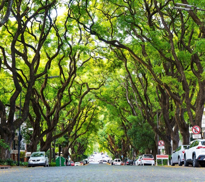 El secreto mejor guardado de CABA: el Túnel Verde que pocos conocen