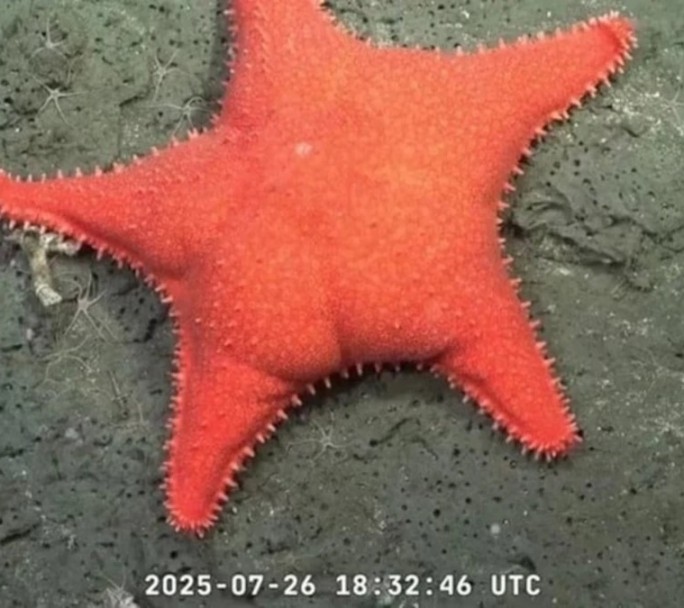 Mientras el Conicet explora el mar, sus trabajadores inician un paro por el ajuste de Milei